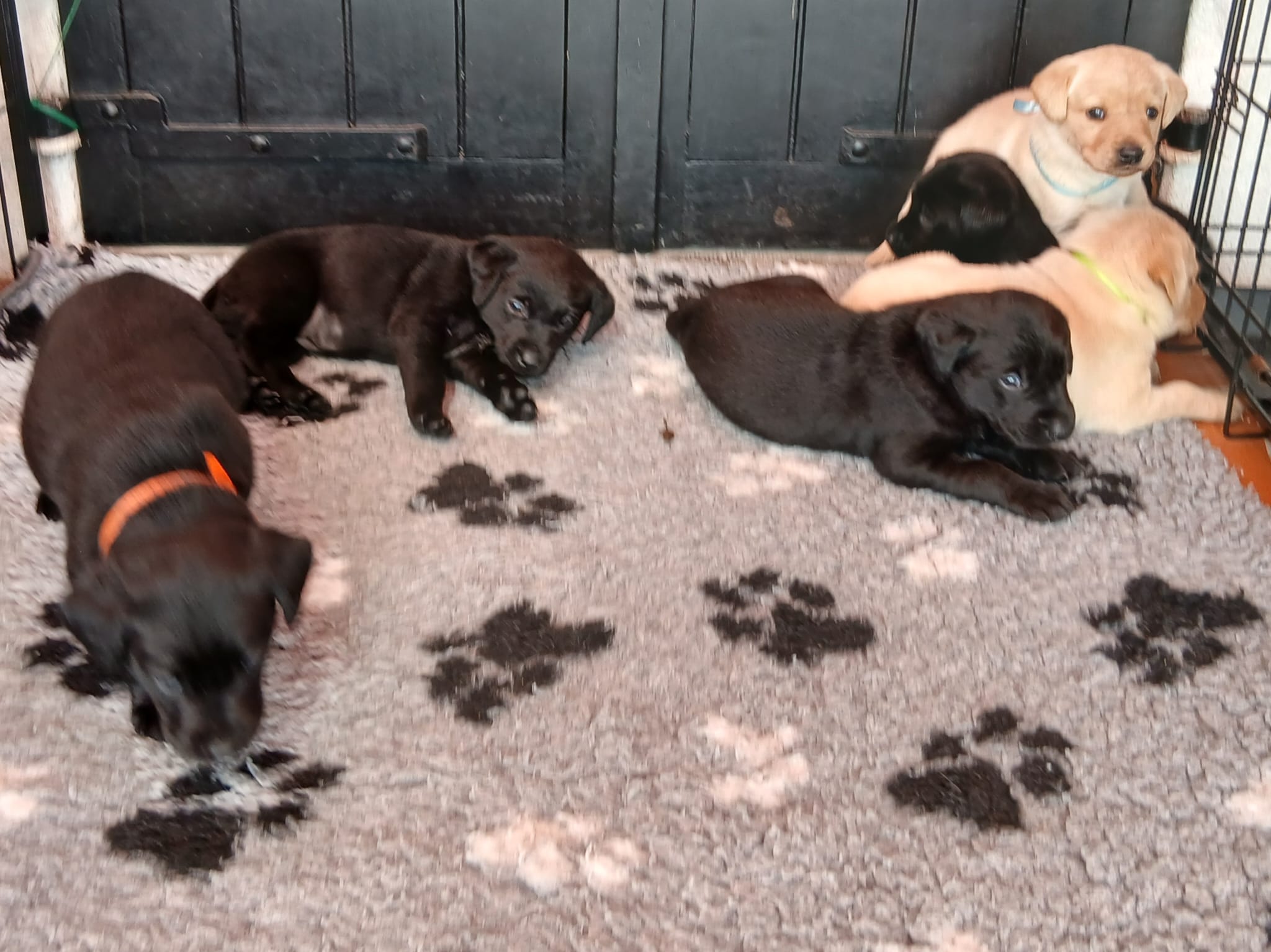 Labrador pups foto 2